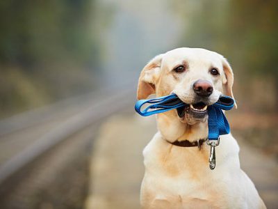 Dog is waiting for the owner on the railway platform